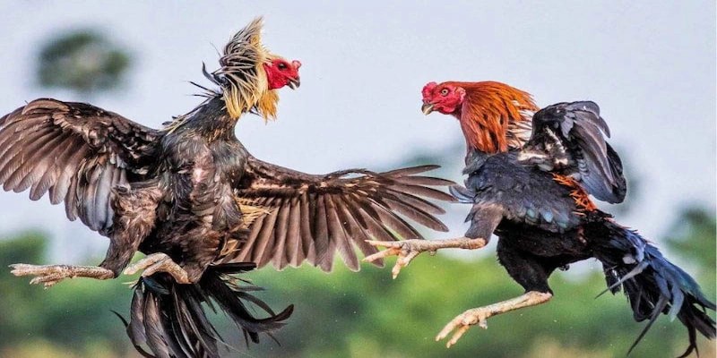 Các kèo đá gà UBoss phổ biến