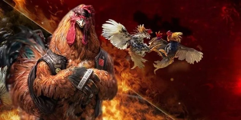 Đá gà UBoss - Điểm đến của vô số sư kê